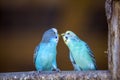 Small bright blue parrots birds sitting on tree branch on blurred copy space background. Keeping pets at home concept Royalty Free Stock Photo