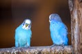 Small bright blue parrots birds sitting on tree branch on blurred copy space background. Keeping pets at home concept Royalty Free Stock Photo