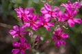 Purple flowers of a styloid phlox in the spring. Siberian country house