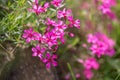 Purple flowers of a styloid phlox in the spring. Siberian country house
