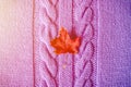 small bright red dry autumn maple leaf on purple knitted texture fabric or sweater with pigtails. warm and cozy fall concept. clos Royalty Free Stock Photo