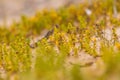 A small, bright seaside plants growing in the sand. Beach scenery with local flora. Royalty Free Stock Photo