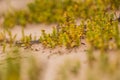 A small, bright seaside plants growing in the sand. Beach scenery with local flora. Royalty Free Stock Photo