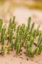 A small, bright seaside plants growing in the sand. Beach scenery with local flora. Royalty Free Stock Photo