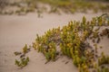 A small, bright seaside plants growing in the sand. Beach scenery with local flora. Royalty Free Stock Photo