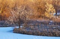 Small Bright Trees in Early Sunlight in Winter Royalty Free Stock Photo