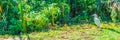 Small bright white colored heron bird in a green forest park landscape scenery