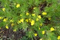 Small yellow flowers of Ajuga chamaepitys in May