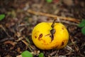 Small bright yellow wild apple in brown dry fallen pine needles Royalty Free Stock Photo