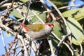 Red-browed Finch in Queensland Australia