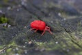 Small brightly coloured red mite