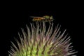 Small brightly iridescent fly sits on the spines of a thistle blossom