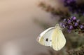 A small brimstone butterfly hangs sideways on the branches of a fading buddleia. The background glows golden in the evening