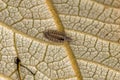 Small Bristle Millipede