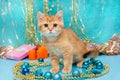 Small British kitten and Christmas decorations Royalty Free Stock Photo