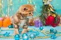 Small British kitten and Christmas decorations Royalty Free Stock Photo