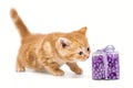 Small British kitten and Christmas toy Royalty Free Stock Photo