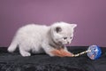 The small British kitten plays with a toy