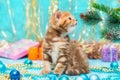 Small British kitten and Christmas decorations Royalty Free Stock Photo