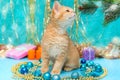 Small British kitten and Christmas decorations Royalty Free Stock Photo