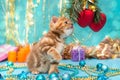 Small British kitten and Christmas decorations Royalty Free Stock Photo