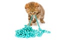 Small kitten and Christmas decorations Royalty Free Stock Photo