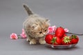Small British kitten and strawberry Royalty Free Stock Photo
