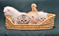 Small British kittens in a basket Royalty Free Stock Photo