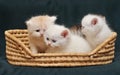 Small British kittens in a basket Royalty Free Stock Photo