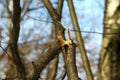 A small broken branch on a tree