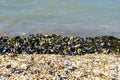 Small broken cockleshells on beach. Close up of mussels near the sea shore Royalty Free Stock Photo