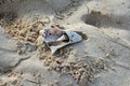 Small broken shell in the sand, with wet prints Royalty Free Stock Photo