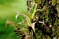 small bromeliad in a trunk covered with lichens.