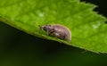 A small bronze-colored beetle weevil crawls on a green leaf. Royalty Free Stock Photo