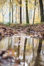 Small brook in autumnal forest Royalty Free Stock Photo