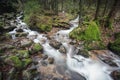 Small brook in black forest, Germany Royalty Free Stock Photo