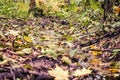 Small brook among fallen autumn leaves Royalty Free Stock Photo