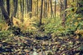 Small brook among fallen autumn leaves Royalty Free Stock Photo