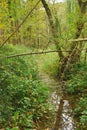 Small brook flowing through forest