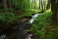 Small brook in the forest in the early morning Royalty Free Stock Photo