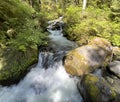 Small brook with little water falls in Washington state