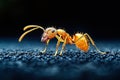 Small brown ant is standing on a black surface Royalty Free Stock Photo