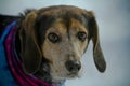 Small Beagle looking at camera in snow