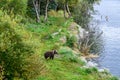 Small brown bear cub with natal collar watching for mother in the Brooks River, Katmai National Park, Alaska Royalty Free Stock Photo