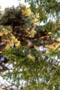 A small brown bird finds solace on a branch, its presence a gentle punctuation in the quiet ballet of nature