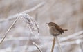 Small brown bird perched atop a bare tree branch against a snowy field Royalty Free Stock Photo