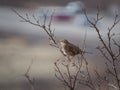 Small brown bird perched atop a branch of a tree, looking off into the distance Royalty Free Stock Photo