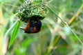 Small brown bird perched atop a branch of a tree, nibbling on a green leaf. Royalty Free Stock Photo