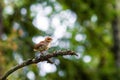 Small brown bird perched atop a thin tree branch Royalty Free Stock Photo