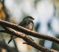 Small, brown bird perched atop a tree branch. Royalty Free Stock Photo